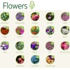 Flower Seeds Choices